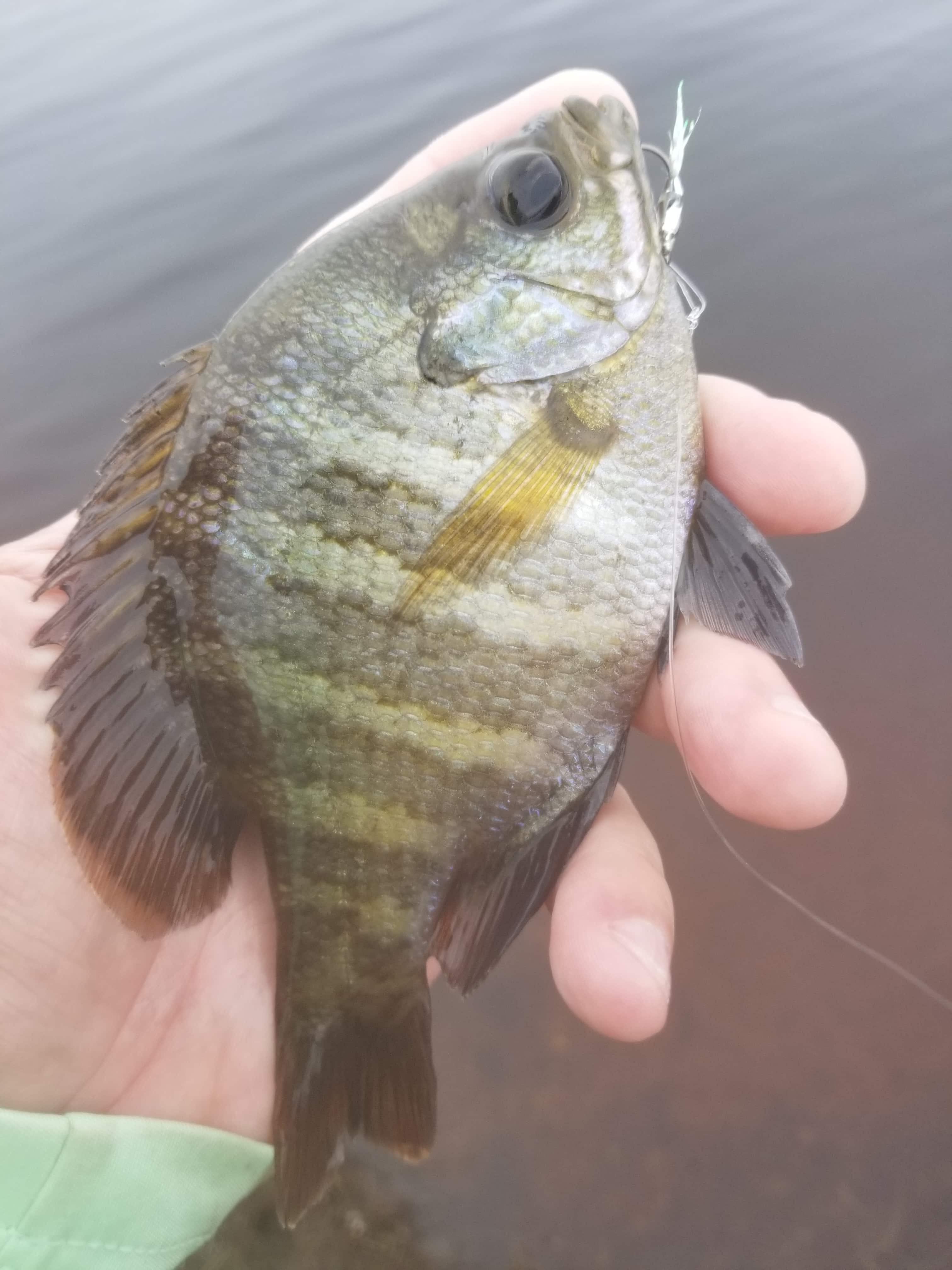 Shad on the Fly a site dedicated to fly fishing for shad