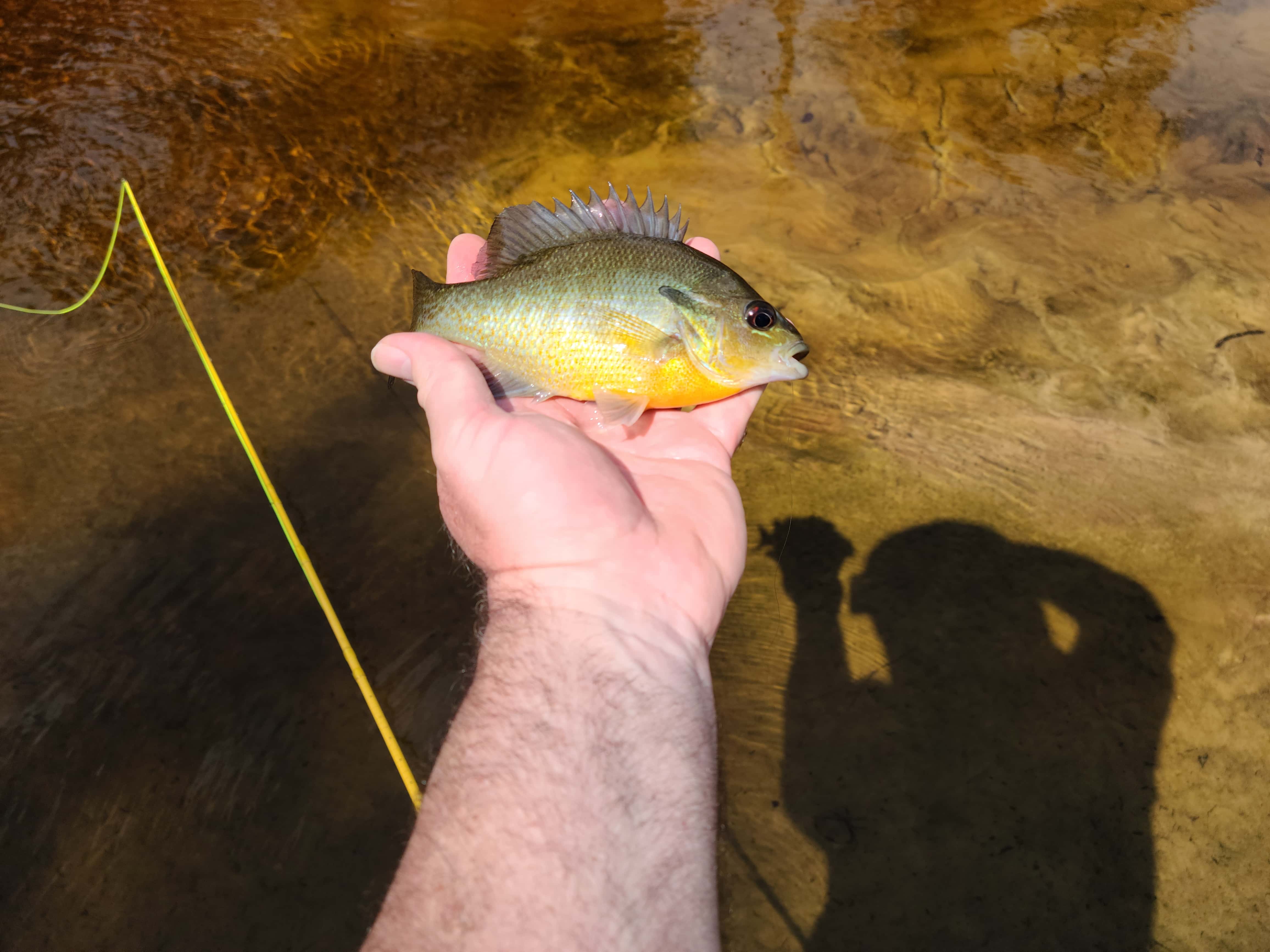 Shad on the Fly a site dedicated to fly fishing for shad