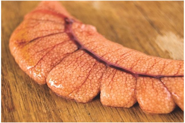 picture of shad roe