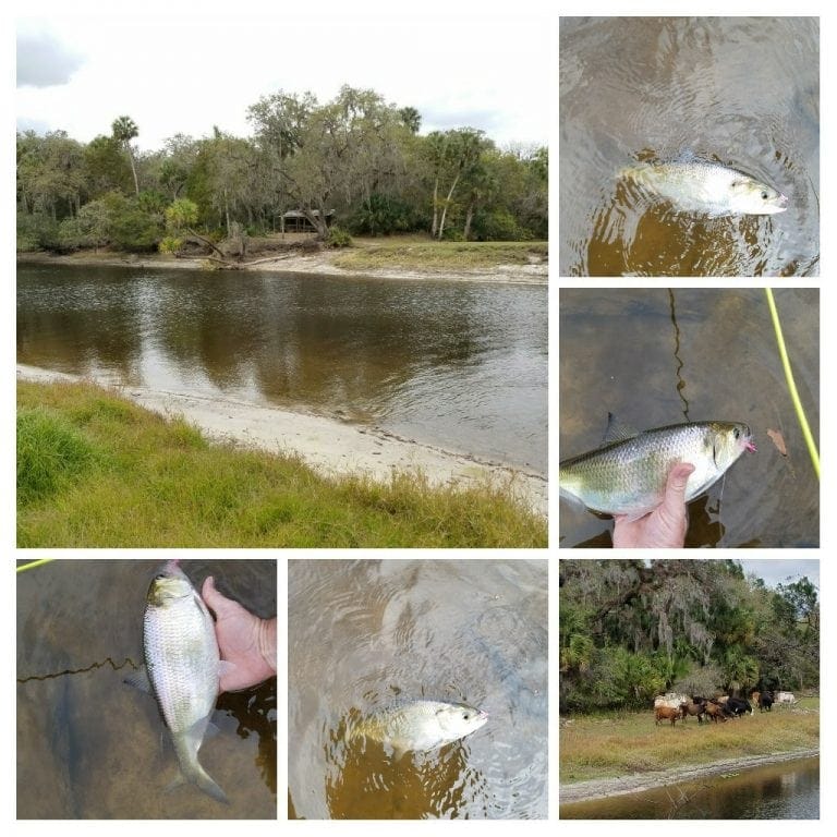 collage of shad caught on the Econ River