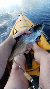 Hickory shad caught in a kayak