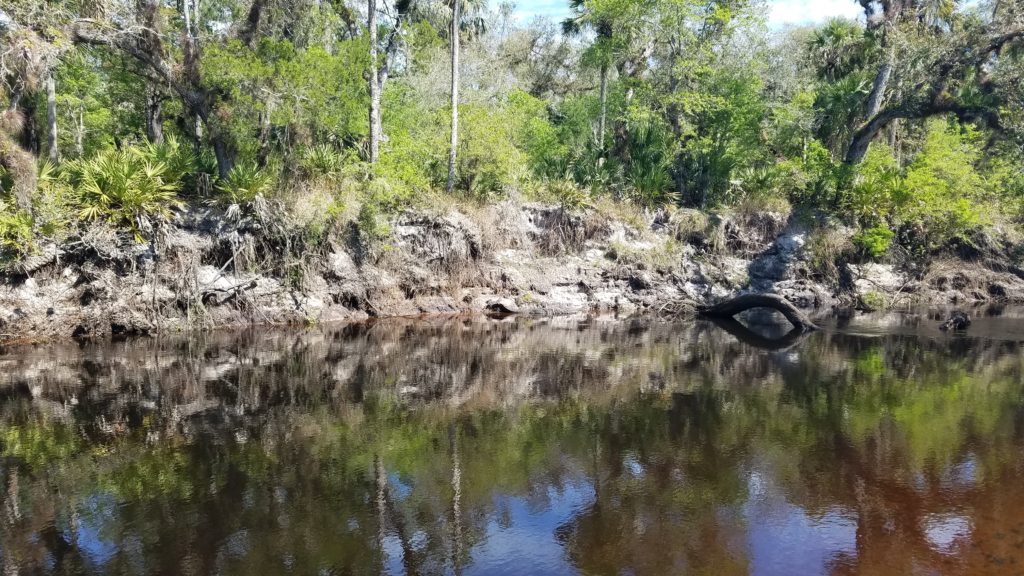 Alligator on bank of Econ River