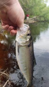 Shad caught on the Econ River