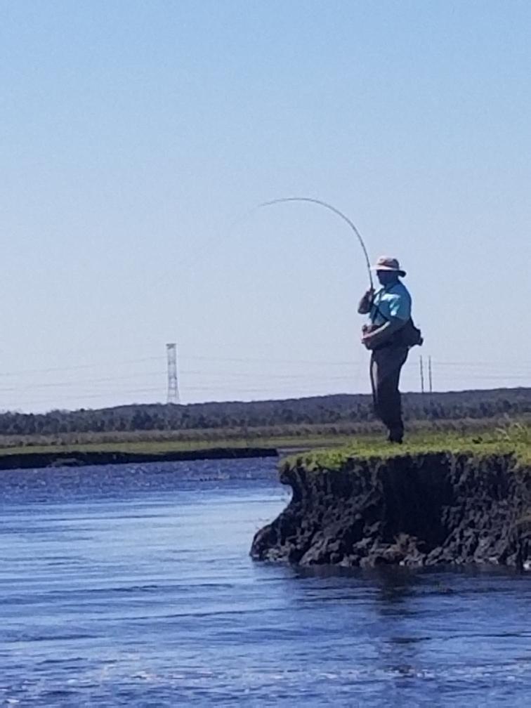 catching american shad with a fly rod
