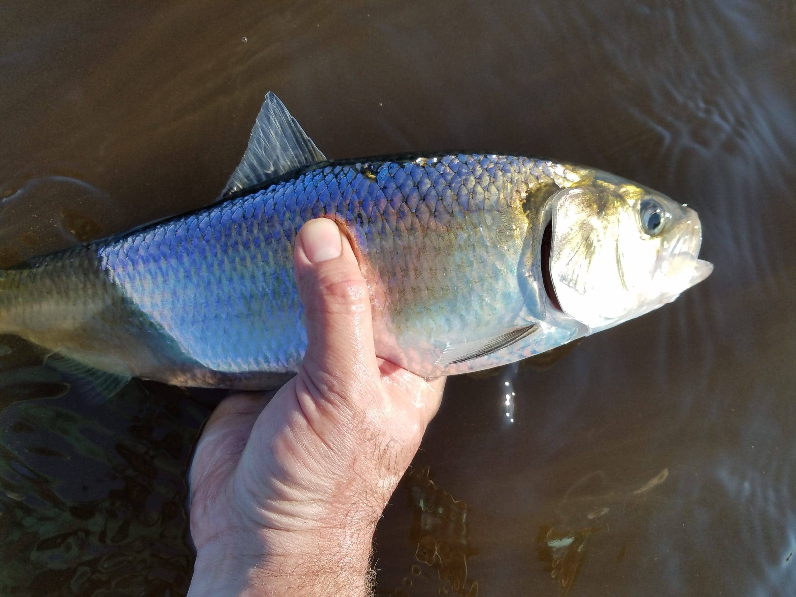 American Shad in the hand