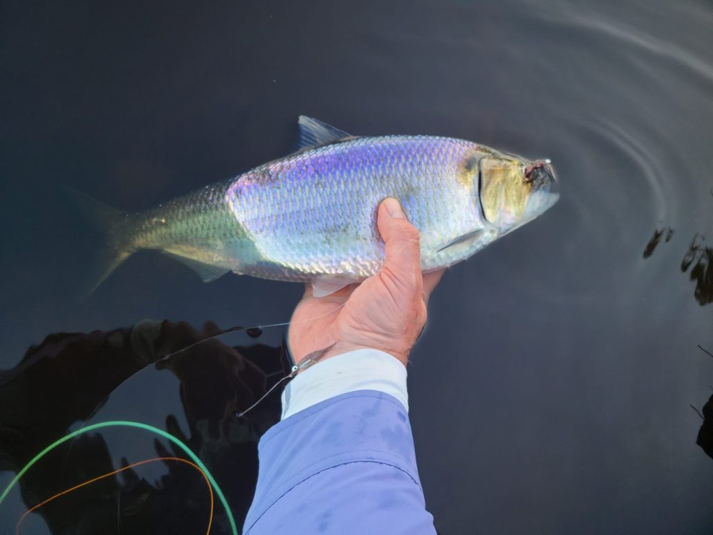nice roe shad caught on gambusia hairwing fly