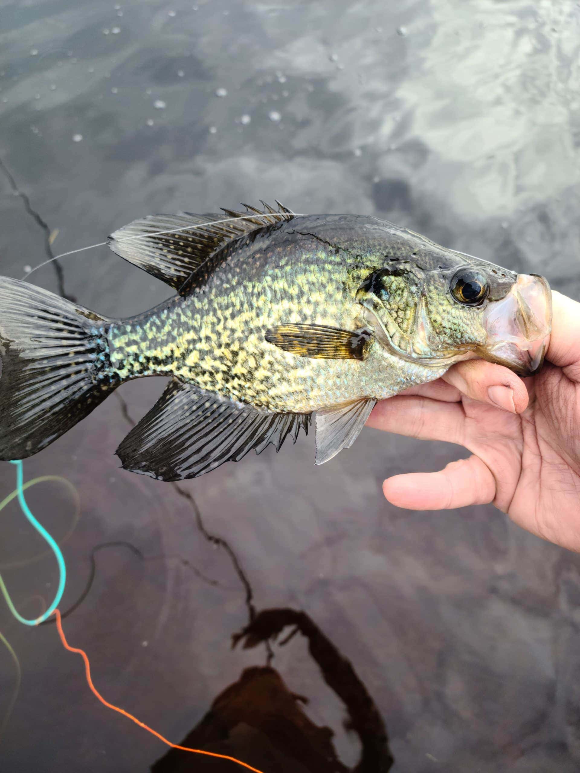 Speckled Perch on Fly