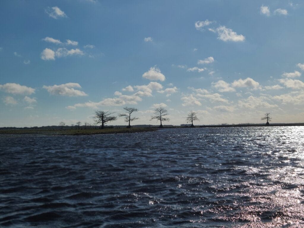 Cypress Trees on the St. Johns River