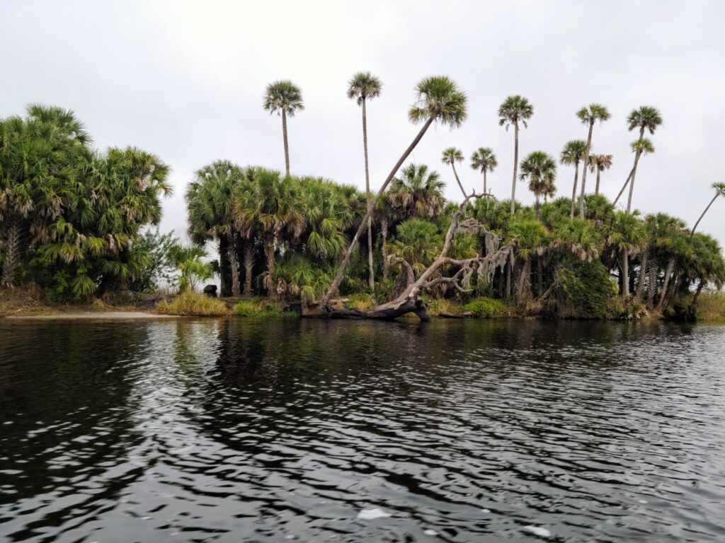 Cabbage Palms on the St. Johns River
