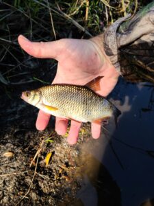 Golden Shiner caught on the Econ River
