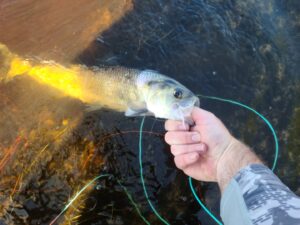 American Shad Caught on White Clouser Minnow Fly in the Water