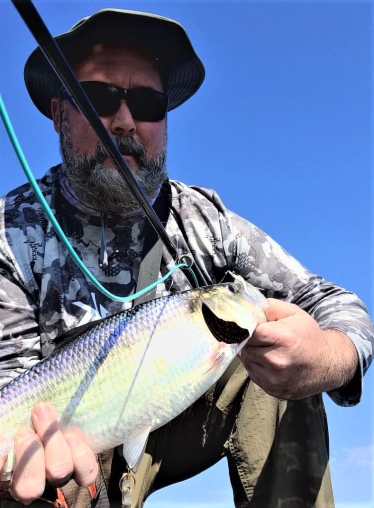 Shad caught on white clouser minnow fly