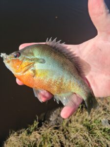 Redbreasted Sunfish caught on the Fly