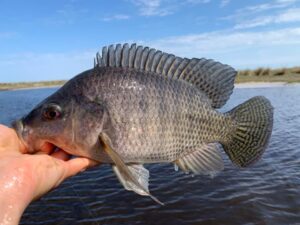 Tilapia caught on the Fly