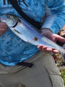a sore on the side of the shad