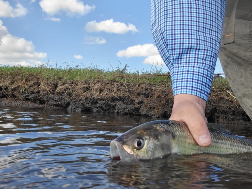 Ray Releasing a Shad in the Water