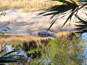 closeup of a large alligator on the bank of the econ river