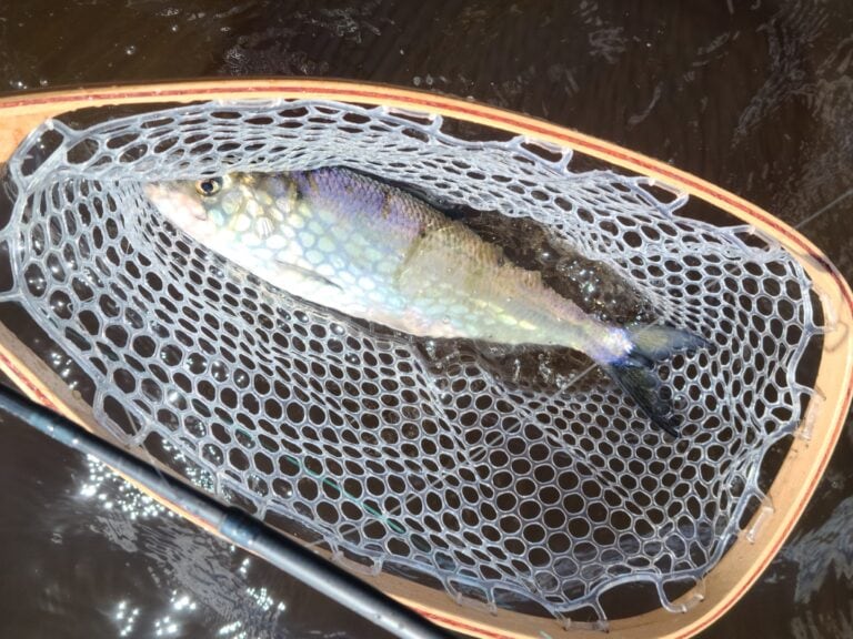 Shad on the Fly a site dedicated to fly fishing for shad