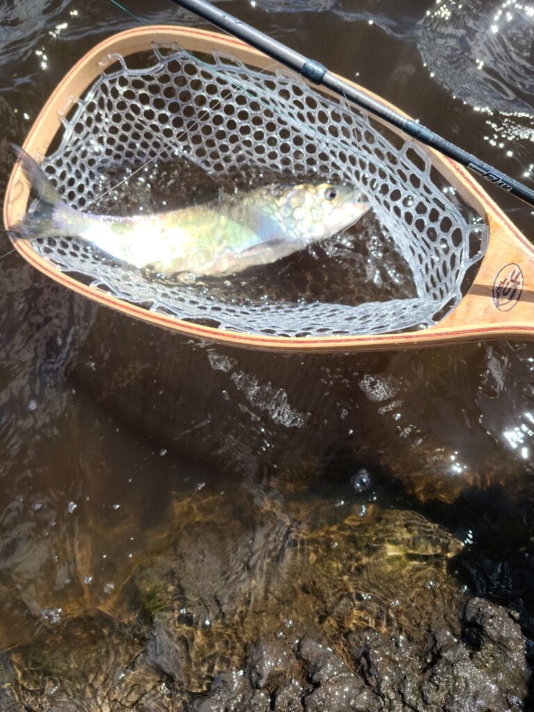 Shad on the Fly a site dedicated to fly fishing for shad