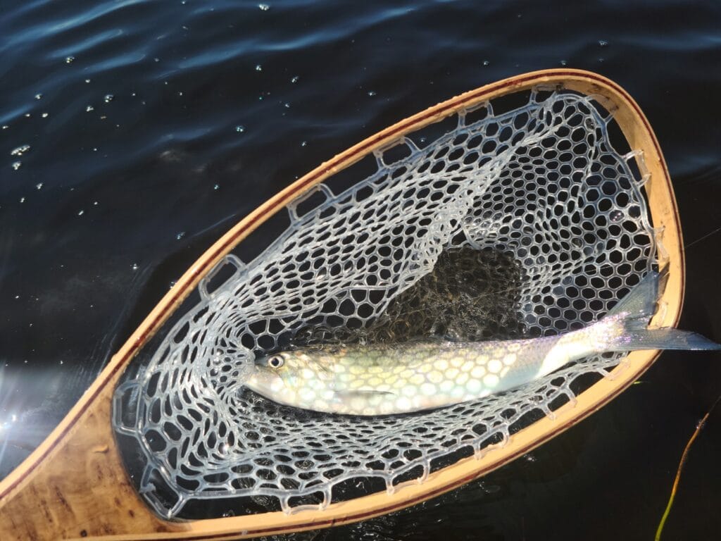 Shad on the Fly a site dedicated to fly fishing for shad