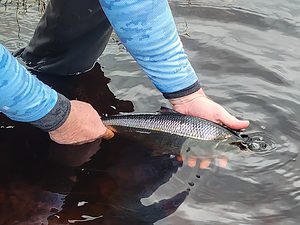 Cool Shot releasing a Shad