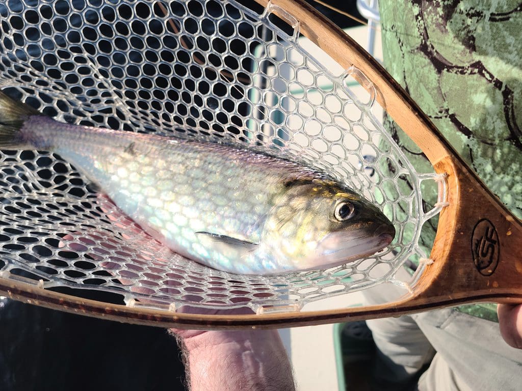Nice Shad in the Net