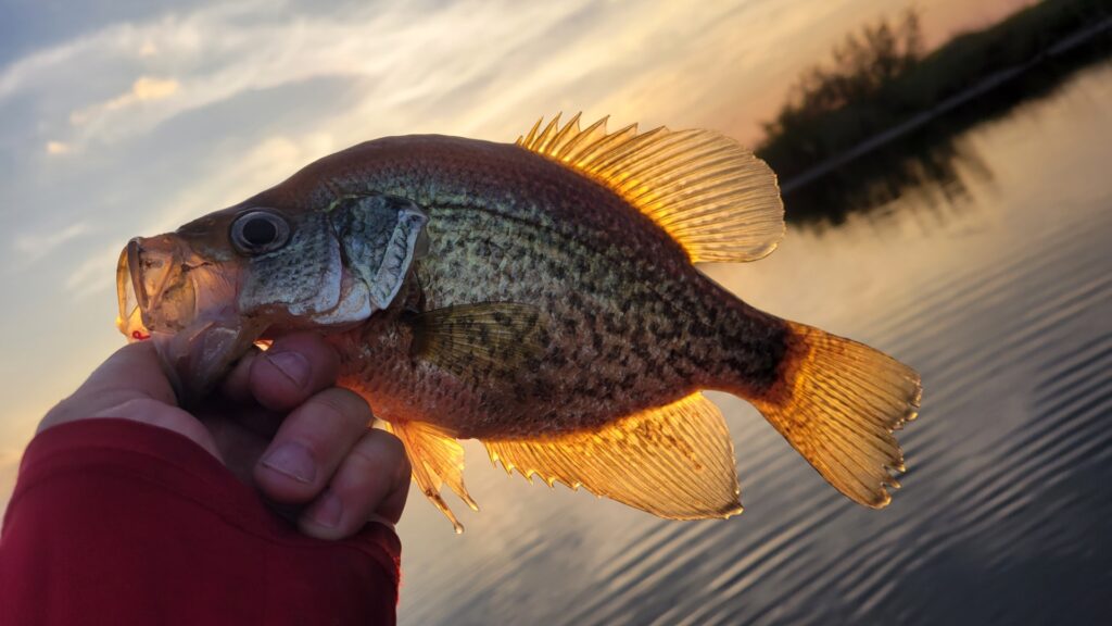 Crappie that Ray Caught (and ate)