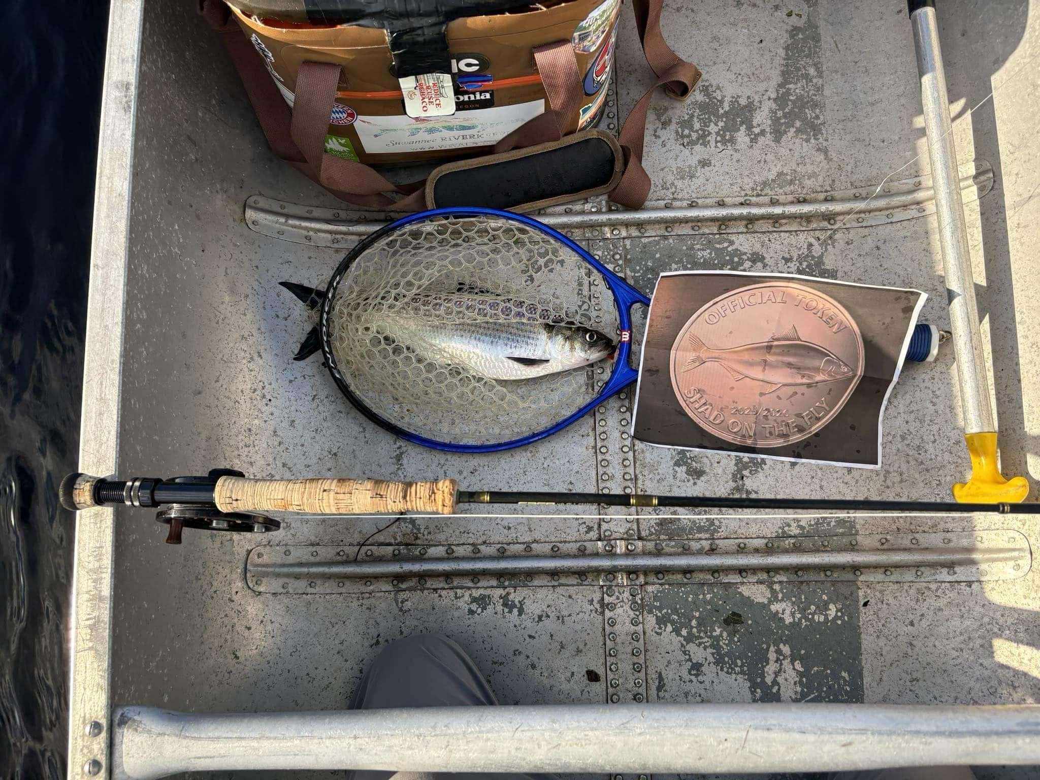 Aft fishing rod with caught American Shad on a boat deck.