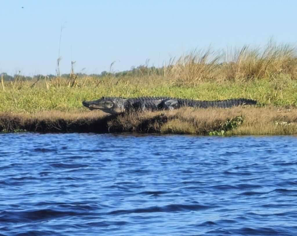 Large Alligator on the St. Johns River