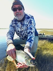 Author holding a freshly caught American Shad. His first of 2026