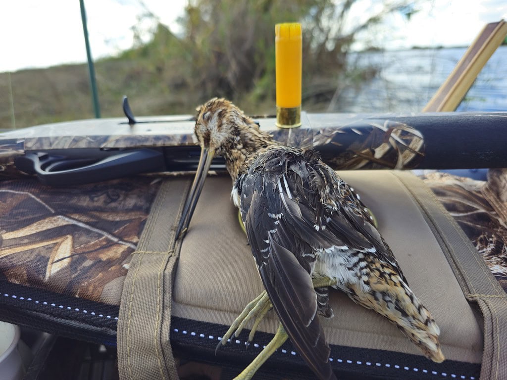 Snipe perched on fishing gear on boat