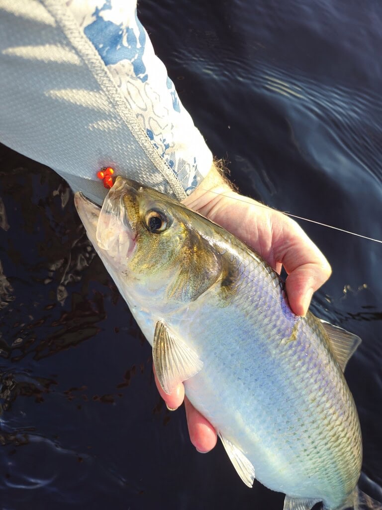 Close-up of an American Shad caught during fly fishing with an orange and white Comet Fly. Showcasing vibrant fish and fishing gear on a dark water background.