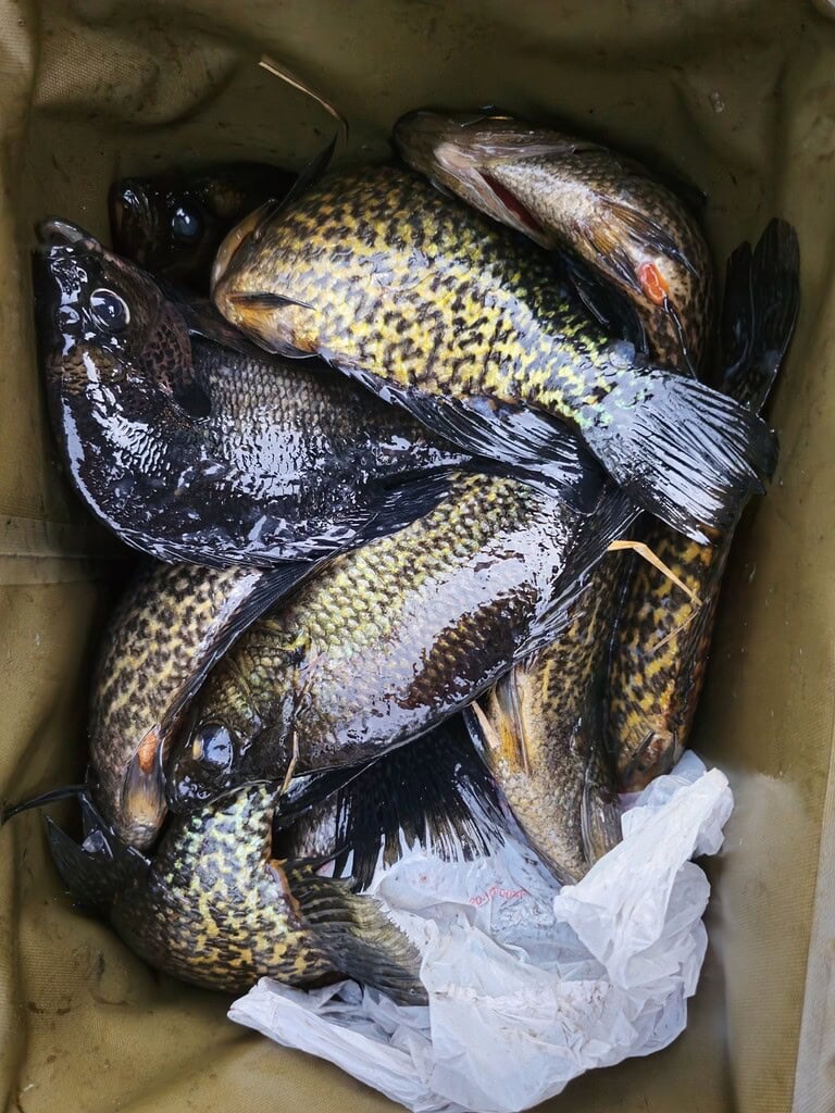 A cooler full of specks (crappie) ready to be cleaned and fried