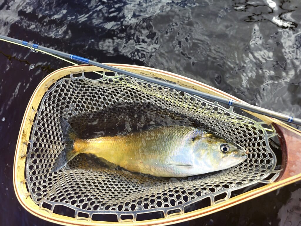 American Shad in the net