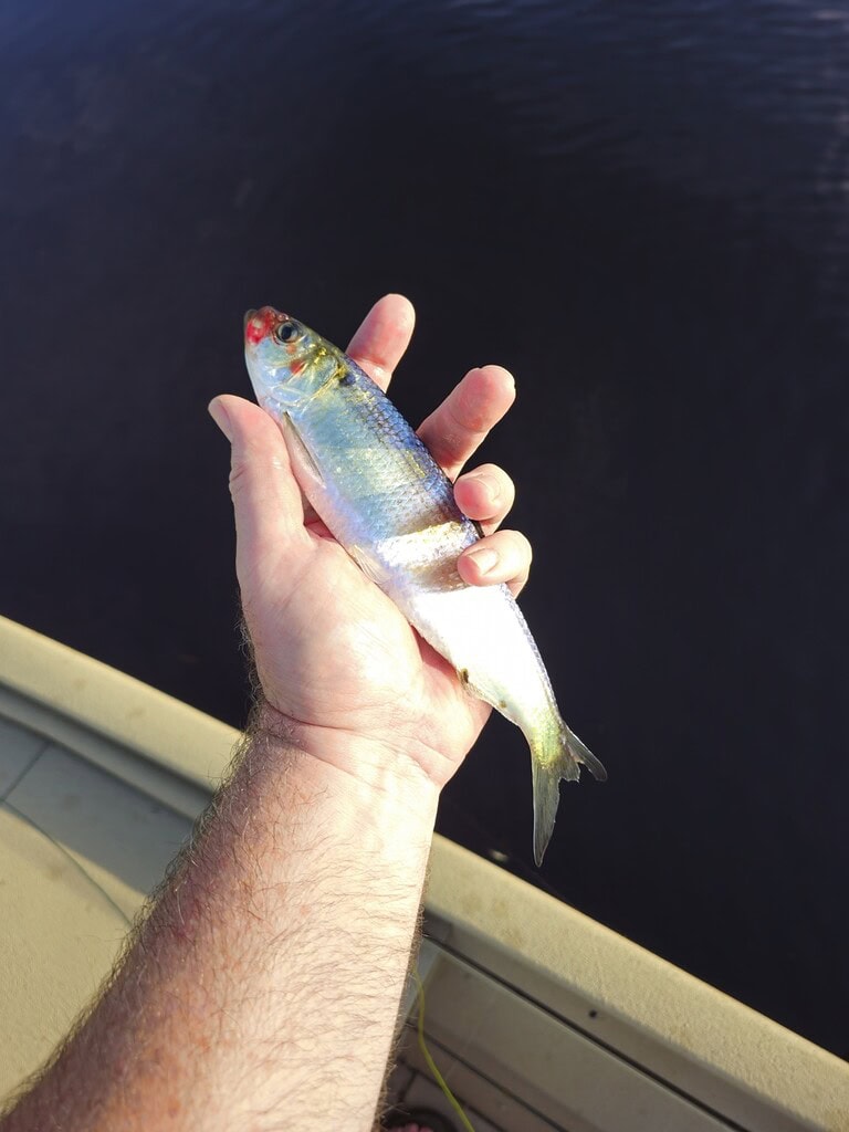 A person holding a blueback herring