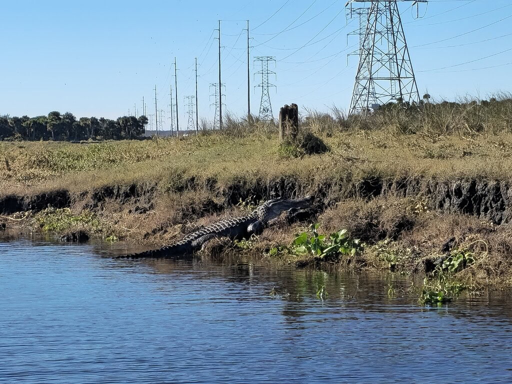 Large alligator on cut bank of the river with powerlines in the background