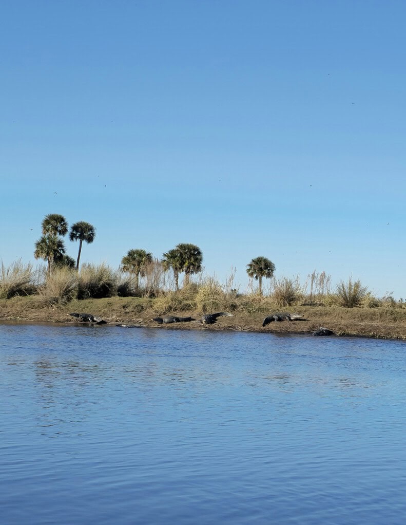 Alligators on the bank of the St. Johns River near a stand of palm trees