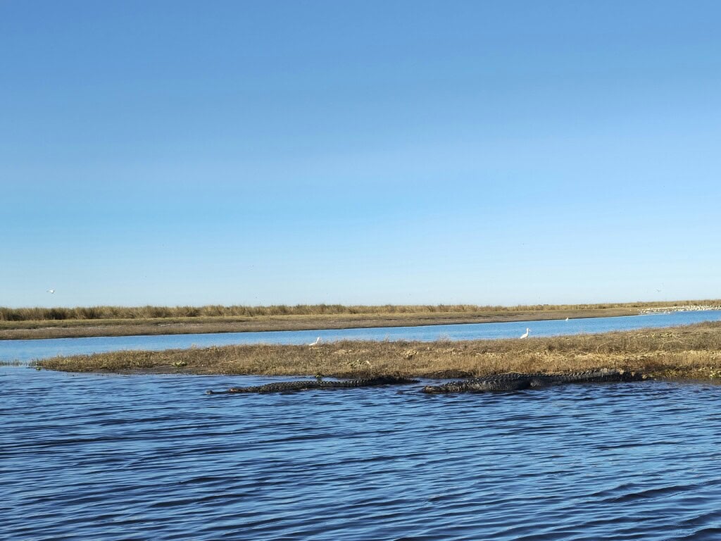 A tranquil picture of the St. John River with alligators and herons