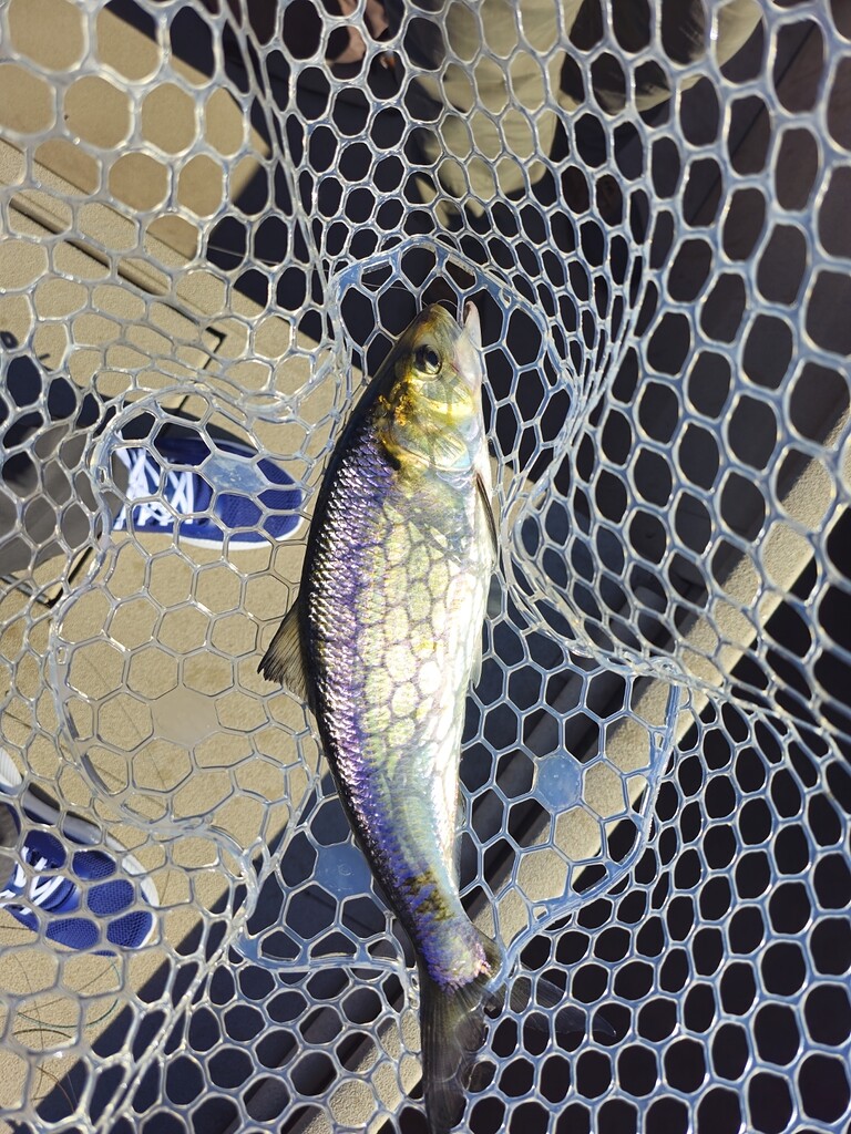 Colorful American Shad caught in net.
