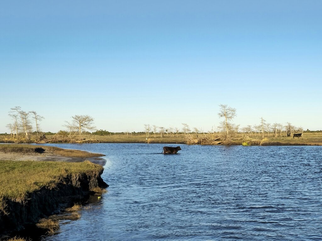 A cow crossing the St. Johns Rivere