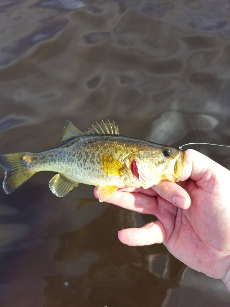 Hand holding a freshly caught tiny largemouth bass with water background.