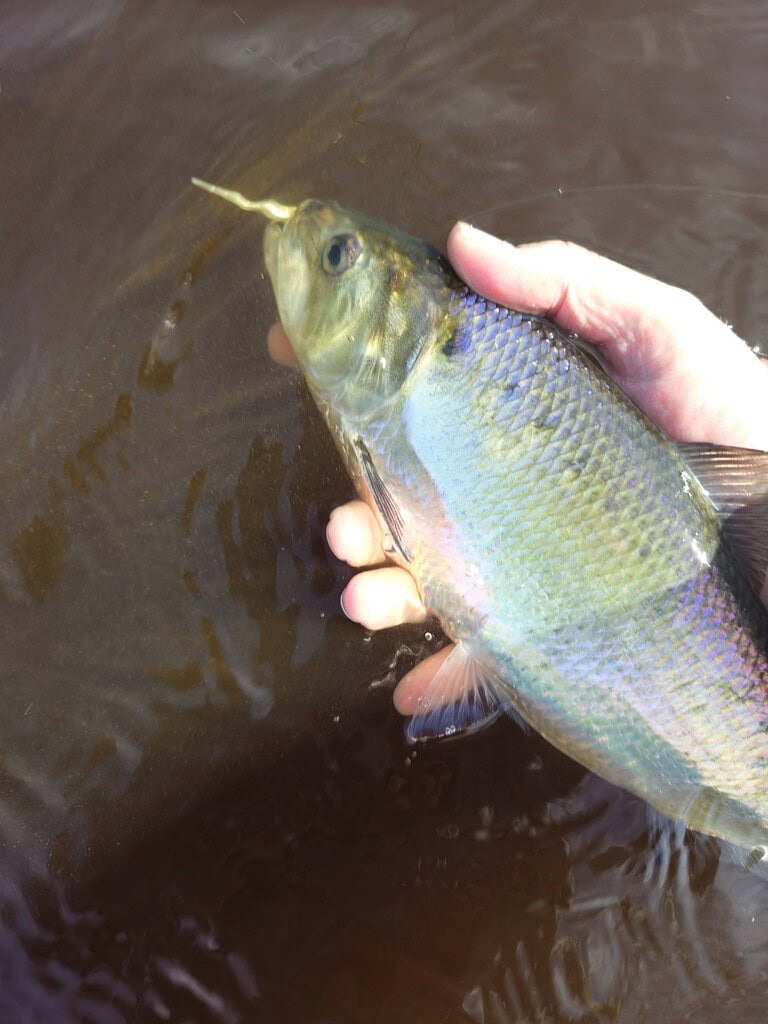 Close-up of a release of an American Shad caught while fly fishing in freshwater.