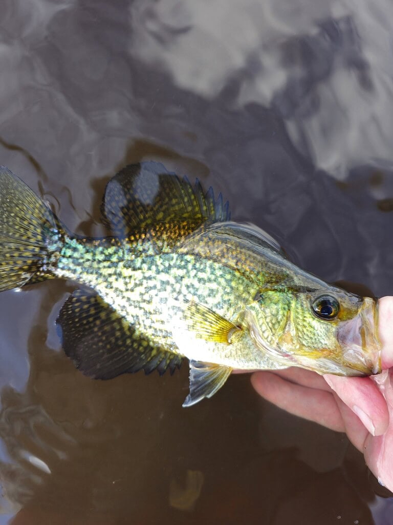 Hand holding a colorful crappie fish after catch.