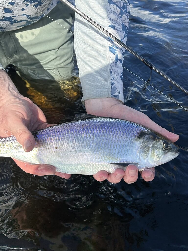 A person holding an American Shad in their hand while standing in a river.