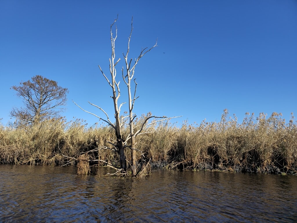 Dead Cypress North of SR50