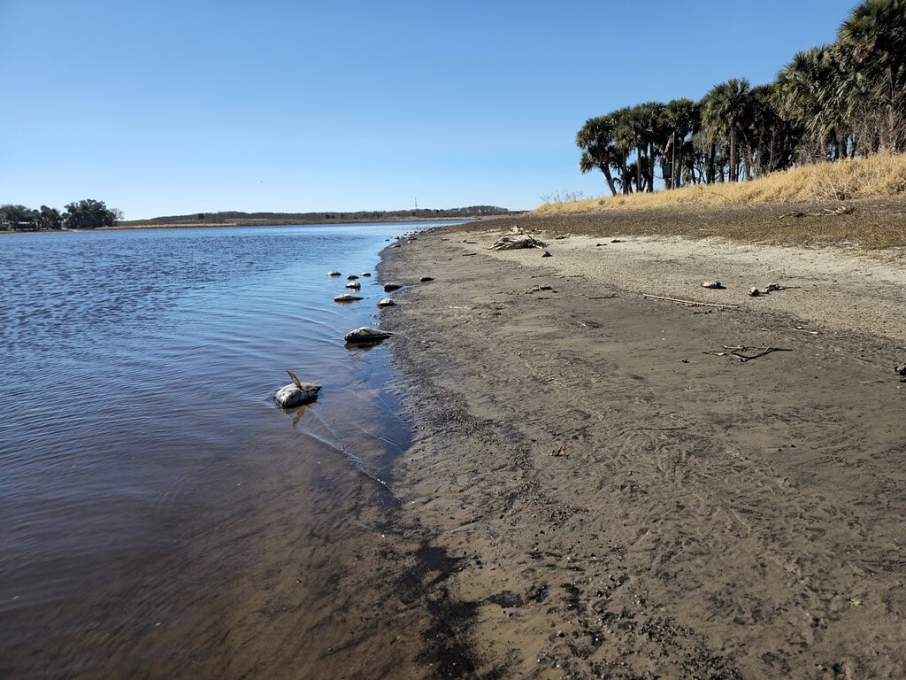 Dead Tilapia at Memorial Mound