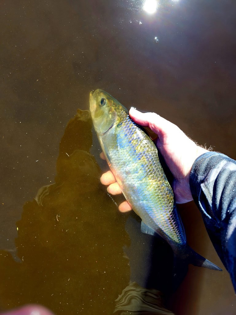 Picture of American Shad in the water
