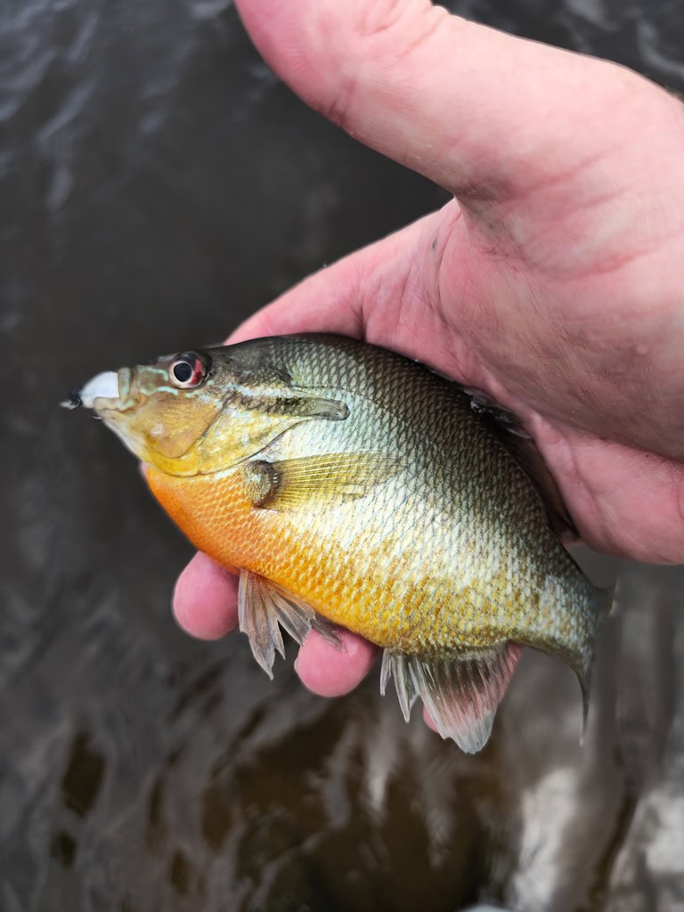 Little Sunfish