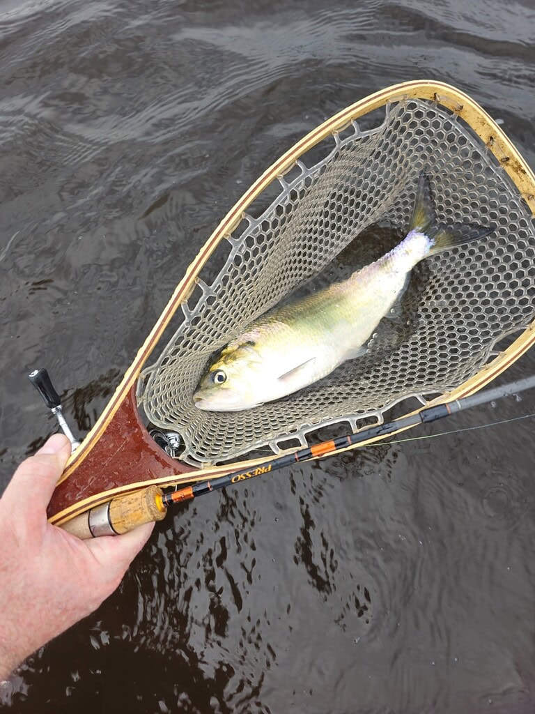 Another Shad in the Net